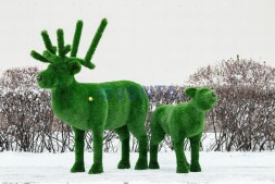 Топиари композиция олень самочка Нелли, олень Норди ll, олень малыш Том — газон Deluxe
