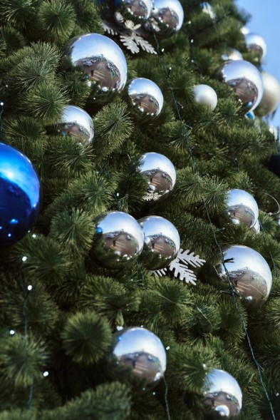 Сосна каркасная «Уральская» - 12 м