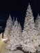 Ель «Рождественская» Белая - 6,5 м