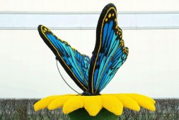 Топиари композиция бабочка Морфо на подсолнухе — газон Eco
