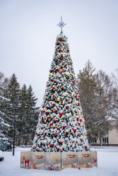 Сосна каркасная «Уральская» - 10 м