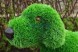 Топиари собака Бигль — газон Eco Green