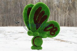 Топиари бабочка Какао — газон Premium