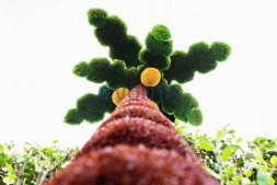 Топиари композиция пальмы, кокосовые — газон Deluxe + Eco