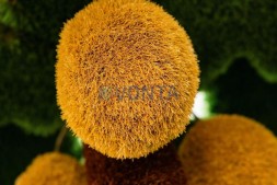 Топиари композиция пальмы, кокосовые — газон Deluxe + Eco