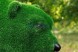 Топиари медведь папа — газон Eco