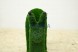 Топиари улитка садовая, h=70 — газон Deluxe Green