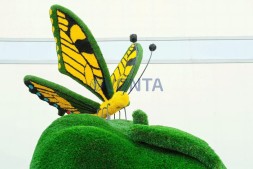 Топиари композиция бабочка Искорка на яблоке — газон Deluxe + Eco